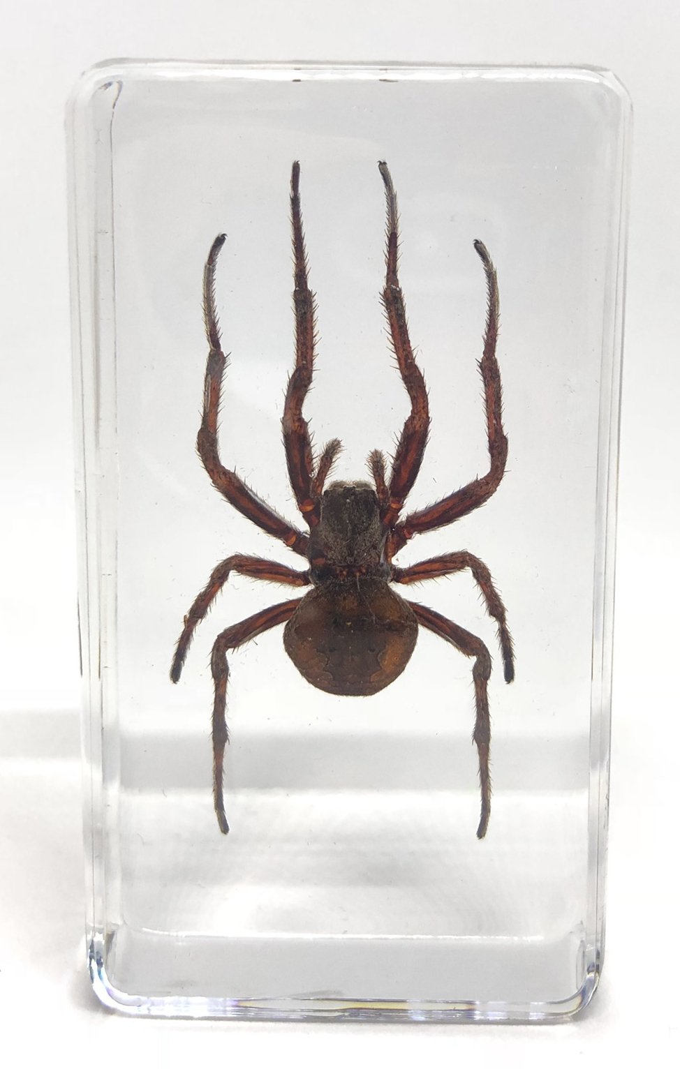 Amazon | [透明標本制作所]樹脂封入 標本 クモ Bタイプ 蜘蛛/実物/虫